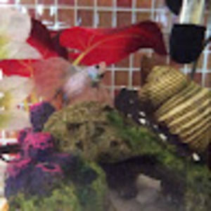 Meet your Posher, Kaela